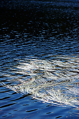포토 JPG 주간 호수 바다 자연 사람없음 야외 물 강 연못 풀 수면 국내포토 자연요소 식물 생태계 파일형식