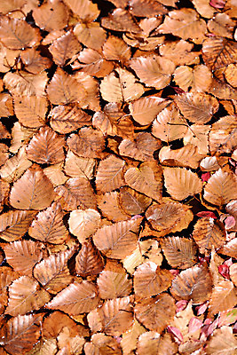 포토 JPG 주간 낙엽 자연 나뭇잎 풍경 사람없음 야외 일본 가을 여러장 나가노 국내포토 자연요소 계절 아시아 다수 잎 생태계 파일형식