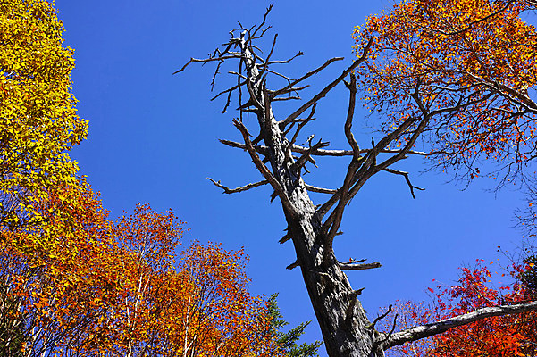 포토 JPG 주간 나무 로우앵글 단풍 자연 하늘 단풍나무 풍경 사람없음 야외 일본 가을 앙상함 나가노 국내포토 자연요소 식물 계절 아시아 뷰포인트 잎 생태계 파일형식