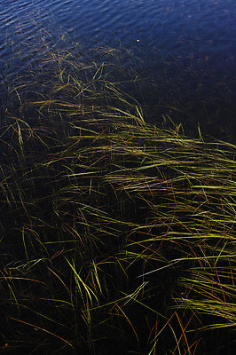 포토 JPG 주간 호수 바다 자연 사람없음 야외 물 강 연못 풀 수면 국내포토 자연요소 식물 생태계 파일형식