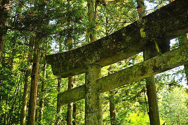 포토 JPG 주간 나무 불교 이끼 사람없음 야외 일본 숲 토리이 야마나시 국내포토 자연요소 식물 아시아 종교 신사_건축물 파일형식