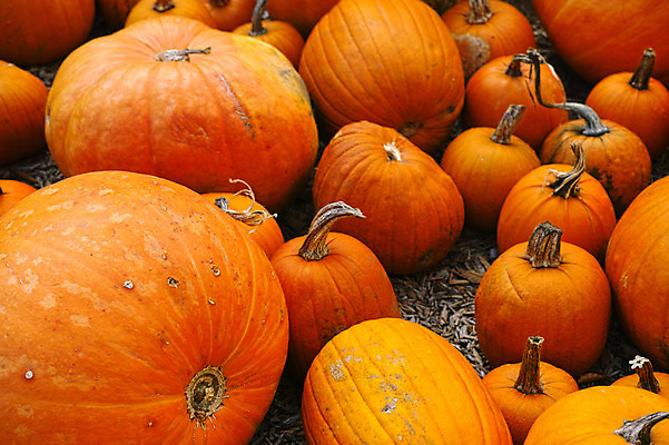 포토 JPG 호박 사람없음 일본 주황색 여러개 늙은호박 야마나시 국내포토 아시아 컬러 다수 채소 파일형식