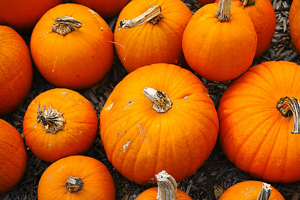 포토 JPG 호박 사람없음 일본 주황색 여러개 늙은호박 야마나시 국내포토 아시아 컬러 다수 채소 파일형식