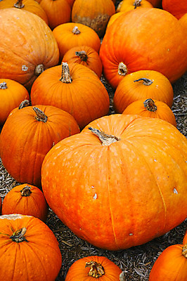 포토 JPG 호박 사람없음 일본 주황색 여러개 늙은호박 야마나시 국내포토 아시아 컬러 다수 채소 파일형식