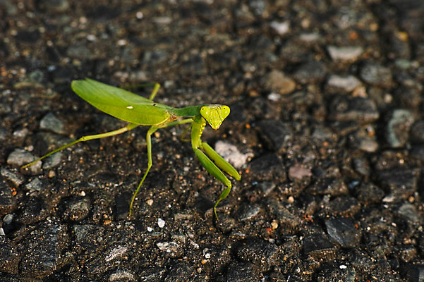 포토 JPG 주간 한마리 사람없음 야외 일본 땅 사마귀 야마나시 국내포토 자연요소 1 아시아 곤충 파일형식