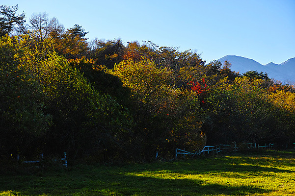 포토 JPG 주간 나무 자연 하늘 산 풍경 잔디 초원 사람없음 야외 일본 숲 야마나시 국내포토 자연요소 식물 아시아 생태계 파일형식