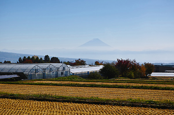 포토 JPG 주간 농업 논 풍경 사람없음 야외 일본 비닐하우스 야마나시 국내포토 자연요소 산업 아시아 파일형식