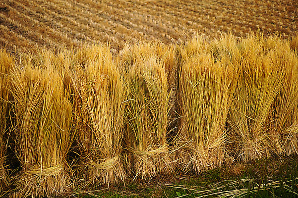 포토 JPG 주간 농업 논 사람없음 야외 노란색 일본 볏짚 묶기 야마나시 국내포토 자연요소 산업 아시아 컬러 모션 짚 파일형식