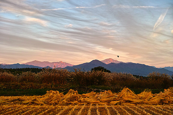 포토 JPG 주간 구름 농업 하늘 산 논 풍경 사람없음 야외 일본 일몰 볏짚 묶기 야마나시 국내포토 자연요소 산업 아시아 모션 노을 짚 파일형식
