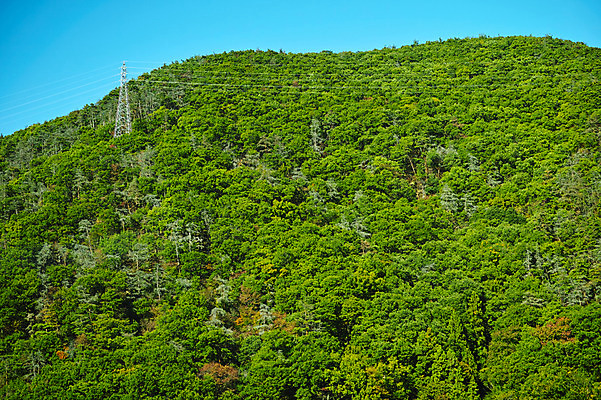 포토 JPG 주간 나무 산 사람없음 야외 초록색 일본 숲 전봇대 송신탑 야마나시 국내포토 자연요소 식물 공공시설 아시아 컬러 탑 파일형식