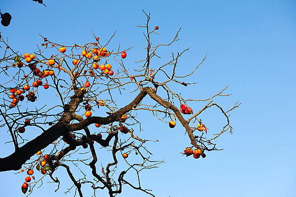포토 JPG 주간 단풍 자연 하늘 감 풍경 사람없음 야외 일본 여러개 가을 나뭇가지 앙상함 야마나시 국내포토 자연요소 나무 계절 아시아 다수 잎 과일 생태계 파일형식
