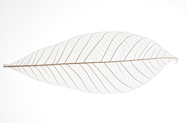 포토 JPG 자연 나뭇잎 사람없음 한개 흰색 국내포토 1 컬러 잎 생태계 파일형식