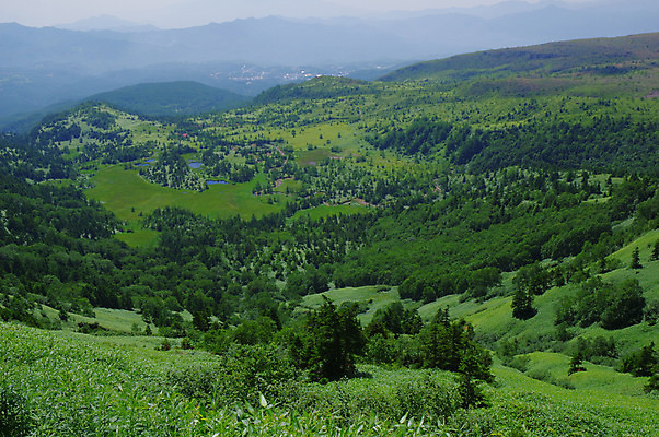 포토 JPG 주간 나무 자연 산 풍경 사람없음 야외 초록색 일본 국내포토 자연요소 식물 아시아 컬러 생태계 파일형식