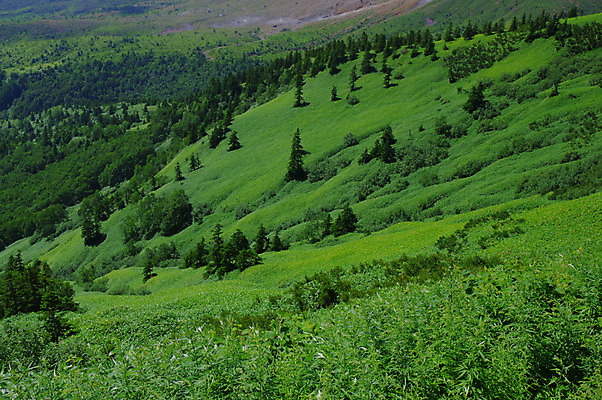 포토 JPG 주간 나무 자연 산 풍경 사람없음 야외 초록색 일본 국내포토 자연요소 식물 아시아 컬러 생태계 파일형식