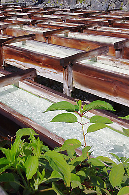 포토 JPG 주간 식물 잎 사람없음 야외 목재 물 일본 여러개 봄 국내포토 자연요소 나무 계절 아시아 다수 재료 파일형식