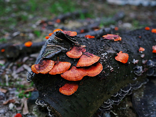 포토 JPG 주간 나무 사람없음 야외 아웃포커스 빨간색 여러개 버섯 국내포토 자연요소 식물 컬러 다수 촬영기법 파일형식