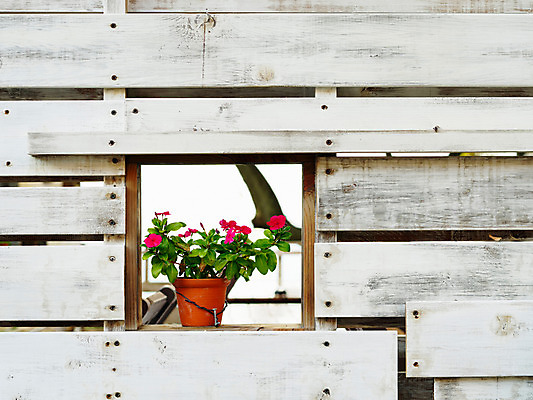 포토 JPG 식물 꽃 화분 벽 사람없음 목재 장식 오브젝트 국내포토 나무 재료 파일형식