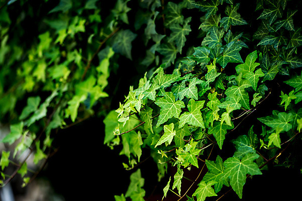 포토 JPG 주간 식물 잎 자연 나뭇잎 사람없음 야외 초록색 일본 오사카 국내포토 자연요소 아시아 컬러 생태계 파일형식