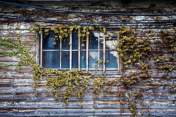 포토 JPG 주간 식물 창문 주택 사람없음 야외 건물 일본 전선 덩굴 나무집 오사카 국내포토 자연요소 건축물 아시아 파일형식