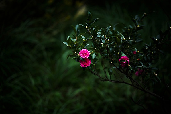 포토 JPG 식물 꽃 분홍색 사람없음 아웃포커스 개화 세송이 국내포토 컬러 촬영기법 3 파일형식