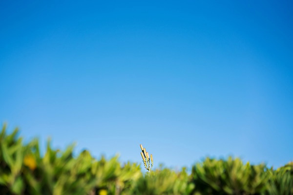 포토 JPG 주간 식물 꽃 자연 하늘 사람없음 야외 꽃봉오리 국내포토 자연요소 생태계 파일형식