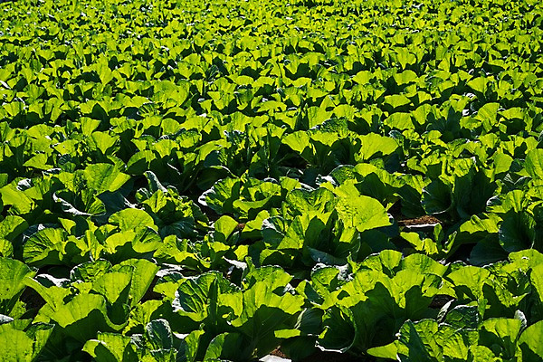 포토 JPG 주간 밭 사람없음 야외 초록색 배추 배추밭 국내포토 자연요소 컬러 농업 채소 파일형식