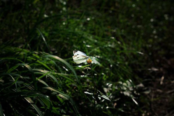 포토 JPG 주간 한마리 꽃 나비 한송이 자연 사람없음 야외 아웃포커스 노란색 흰색 풀 국내포토 자연요소 식물 1 컬러 곤충 촬영기법 생태계 송이 파일형식