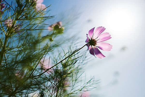 포토 JPG 주간 식물 꽃 분홍색 자연 사람없음 야외 일본 개화 코스모스 국내포토 자연요소 아시아 컬러 생태계 파일형식