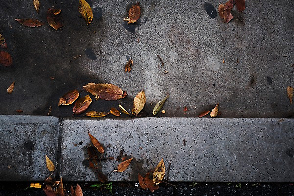 포토 JPG 주간 낙엽 나뭇잎 바닥 사람없음 야외 가을 도시 땅 콘크리트 국내포토 자연요소 계절 잎 파일형식