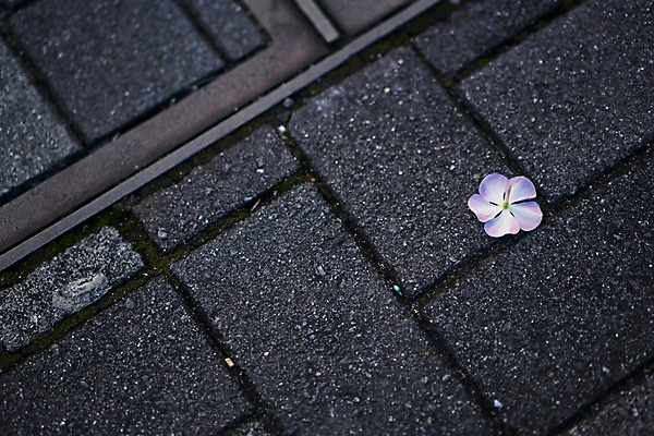포토 JPG 주간 꽃 한송이 바닥 사람없음 야외 보라색 도시 개화 땅 보도블럭 국내포토 자연요소 식물 1 컬러 보행로 송이 파일형식