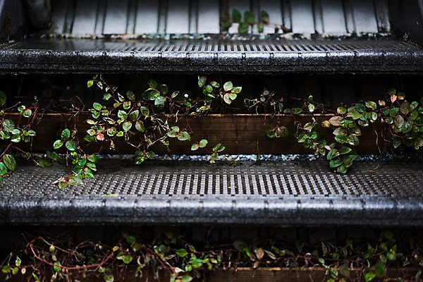 포토 JPG 식물 화분 잎 풍경 사람없음 계단 일본 비 국내포토 자연요소 아시아 날씨 파일형식