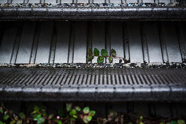 포토 JPG 식물 잎 풍경 사람없음 계단 일본 비 국내포토 자연요소 아시아 날씨 파일형식