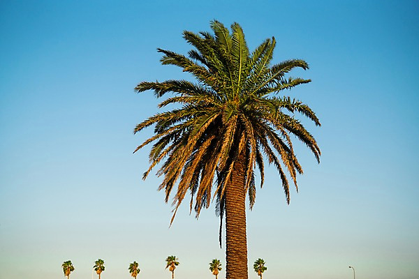 포토 JPG 주간 가로등 자연 하늘 여러그루 사람없음 야외 야자수 국내포토 자연요소 나무 공공시설 다수 생태계 파일형식