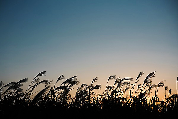 포토 JPG 주간 자연 하늘 갈대 풍경 사람없음 야외 일출 일본 일몰 억새 갈대밭 억새밭 국내포토 자연요소 식물 아시아 노을 생태계 파일형식 갈대_식물