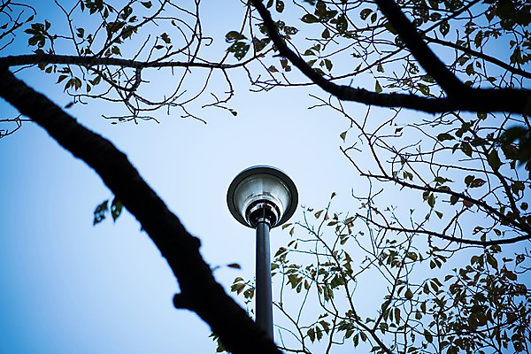 포토 JPG 주간 로우앵글 가로등 하늘 나뭇잎 사람없음 야외 나뭇가지 앙상함 국내포토 자연요소 나무 공공시설 뷰포인트 잎 파일형식