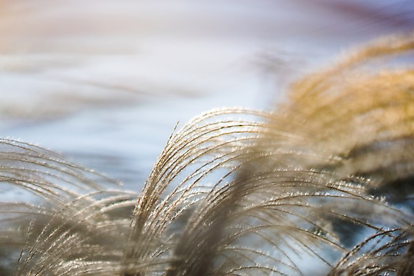 포토 JPG 주간 자연 갈대 사람없음 야외 아웃포커스 억새 갈대밭 억새밭 국내포토 자연요소 식물 촬영기법 생태계 파일형식 갈대_식물