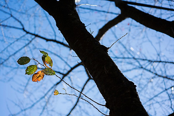 포토 JPG 주간 나무 낙엽 자연 하늘 나뭇잎 사람없음 야외 아웃포커스 가을 나뭇가지 앙상함 국내포토 자연요소 식물 계절 잎 촬영기법 생태계 파일형식