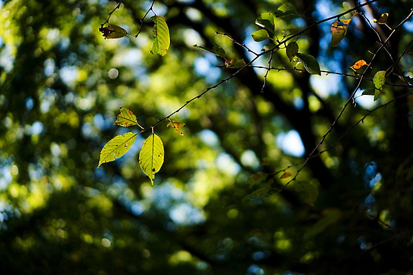 포토 JPG 주간 식물 잎 자연 나뭇잎 사람없음 야외 아웃포커스 초록색 나뭇가지 앙상함 국내포토 자연요소 나무 컬러 촬영기법 생태계 파일형식