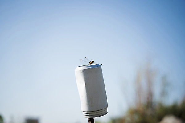 포토 JPG 주간 한마리 하늘 사람없음 야외 아웃포커스 캔 잠자리 나무막대기 국내포토 자연요소 1 곤충 촬영기법 막대기 파일형식
