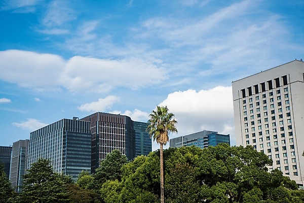 포토 JPG 주간 나무 구름 하늘 풍경 사람없음 야외 건물 야자수 일본 도시 도쿄 국내포토 자연요소 식물 건축물 아시아 파일형식