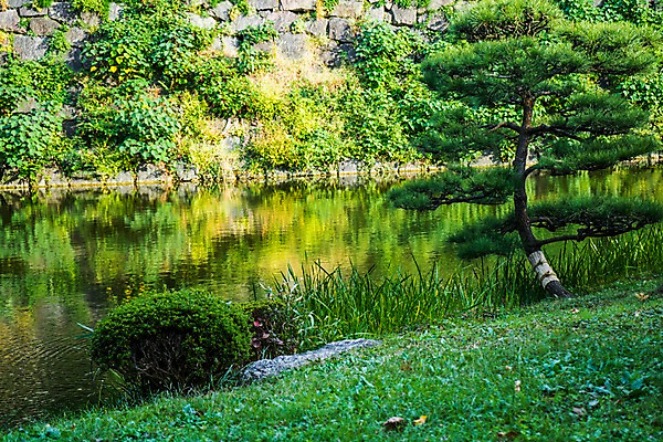 포토 JPG 주간 나무 식물 공원 호수 자연 잔디 사람없음 야외 물 일본 연못 도쿄 국내포토 자연요소 공공시설 아시아 생태계 파일형식