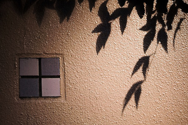 포토 JPG 벽 나뭇잎 사람없음 일본 나뭇가지 도쿄 타일 국내포토 나무 아시아 잎 파일형식