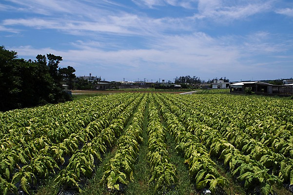 포토 JPG 주간 구름 밭 농업 하늘 풍경 사람없음 야외 초록색 일본 이에섬 국내포토 자연요소 산업 아시아 컬러 섬 오키나와 파일형식