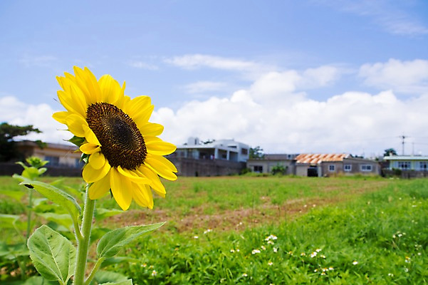 포토 JPG 주간 구름 한송이 하늘 해바라기 주택 풍경 잔디 사람없음 야외 일본 이에섬 국내포토 자연요소 식물 1 꽃 아시아 섬 건물 송이 오키나와 파일형식