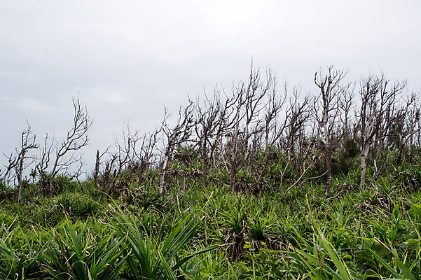 포토 JPG 주간 나무 식물 자연 하늘 여러그루 풍경 사람없음 야외 일본 풀 앙상함 이에섬 국내포토 자연요소 아시아 섬 다수 생태계 오키나와 파일형식