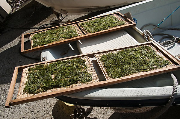 포토 JPG 주간 건조 풍경 사람없음 야외 일본 어선 김 대나무발 파래 선박 국내포토 자연요소 아시아 수상교통 배_교통 해조류 파일형식