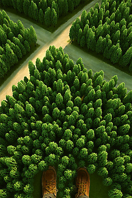 PSD 나무 편집이미지 길 여행 백그라운드 신체부위 여름 하이앵글 다리 숲 교차로 디지털합성 합성 디지털아트 이미지편집 식물 계절 뷰포인트 사람 파일형식