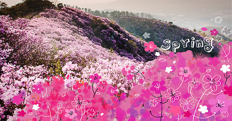 주간 PSD 편집이미지 계절 봄꽃 산 사람없음 야외 봄 진달래 합성 계절백그라운드 이미지편집 자연요소 꽃 백그라운드 파일형식