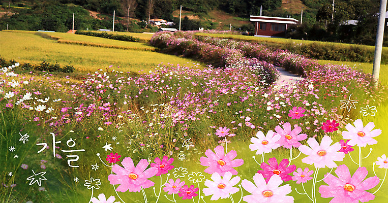 주간 PSD 편집이미지 계절 꽃밭 사람없음 야외 가을 시골 코스모스 합성 계절백그라운드 이미지편집 자연요소 꽃 백그라운드 파일형식