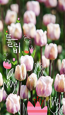 주간 PSD 편집이미지 계절 봄꽃 사람없음 야외 봄 튤립 합성 계절백그라운드 이미지편집 자연요소 꽃 백그라운드 파일형식